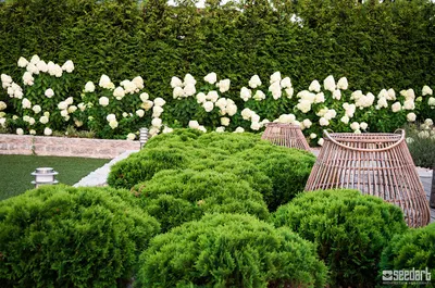 Seedart - Projektowanie i budowa ogrodów